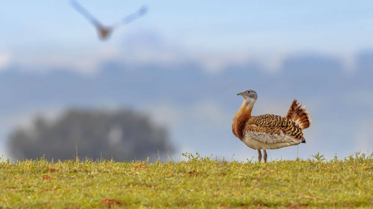 Fotografia de uma abetarda de perfil, em pé sobre um campo de grama, com céu e vegetação desfocados ao fundo